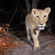 Credit: Will Burrard-Lucas/WWF-US.